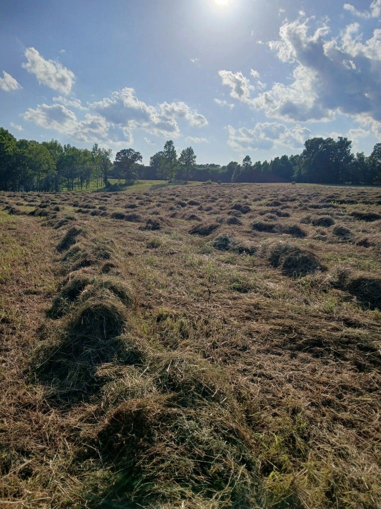 2025 Hay For Sale