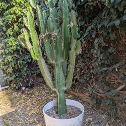 Large Potted Cactus