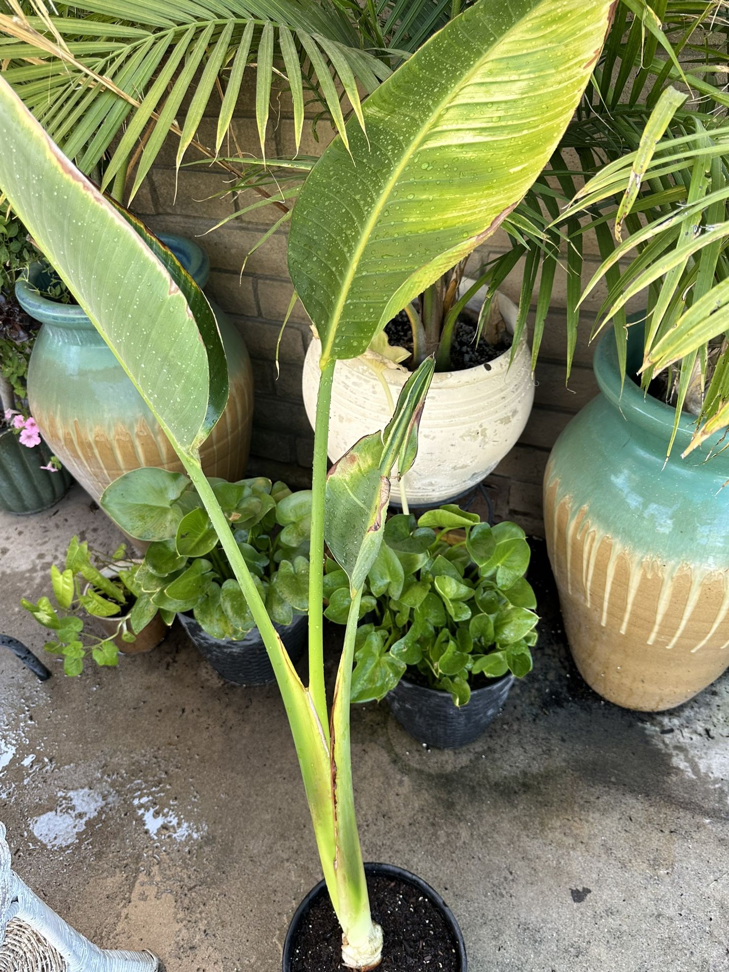 Plant / Bird Of Paradise