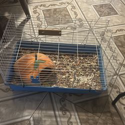Guinea pig cage