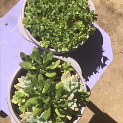 Succulents 