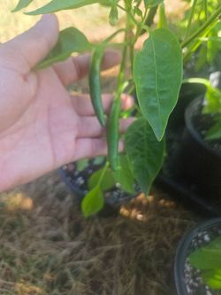 Piri piri pepper plant