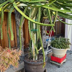 Yellow Dragon Fruit