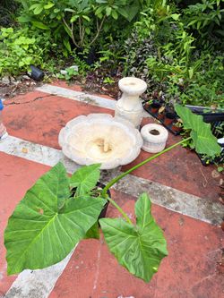 Elephant Ears 3 plants in 3 gal -- 2 foot