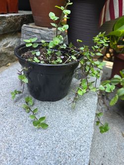 Turtle vine houseplant