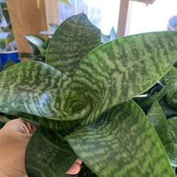 Sensaveria Green Indoor Plants 