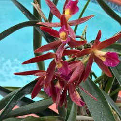 Brassavola Perrinii X Chocolate Drop Hybrid Orchid - Blooming