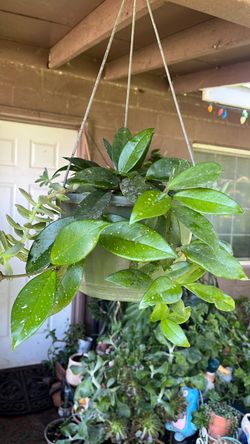Planta hoya carnosa