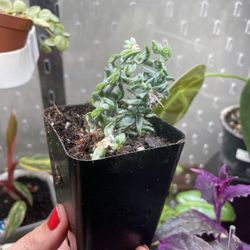 Burros Tail House Plant 