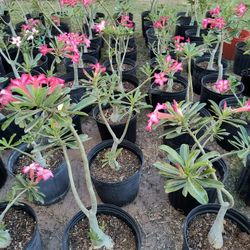 Desert Rose