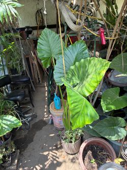 Plant