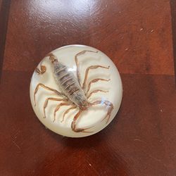 Real Scorpion Paperweight