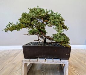 Styled Bonsai *Price Is Firm