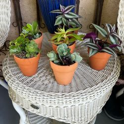 Suculentas 