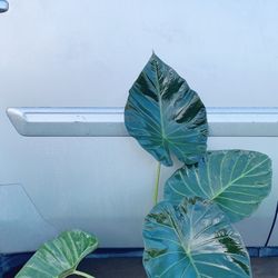  Beautiful Elephant Ear Plant 