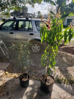Fruiting mango trees!