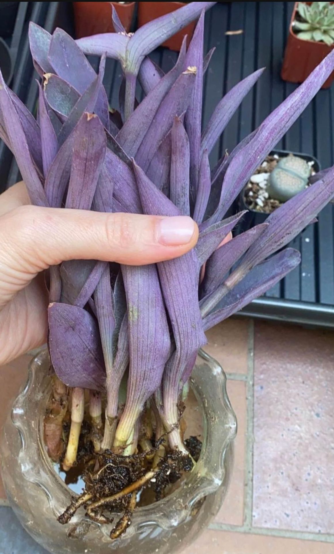 Purple Heart Tradescantia Pallida Succulent Plant 5 cuttings rooted