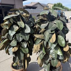 Fake House Plant