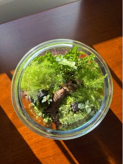 Handcrafted Self-Sustaining Terrarium