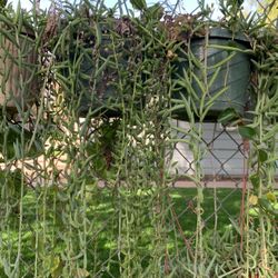 String Of Banana Fish Hook Plant 8 In Pot