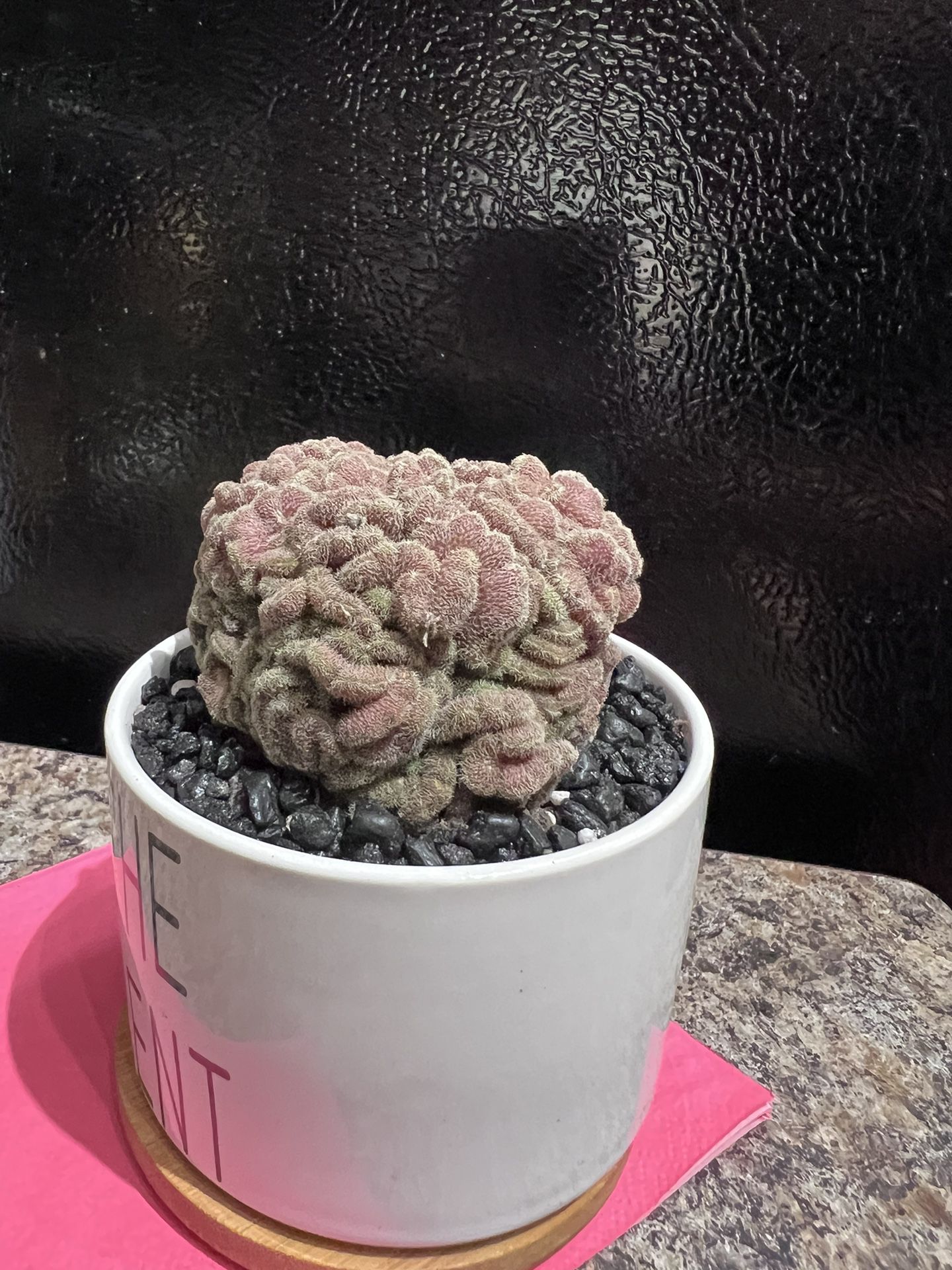 Cactaceae Brown Sugar Cactus With Pot