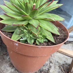 Echeveria Maria Agavoides ( Lipstick) 