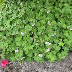 Hardy Geranium-Biokovo
