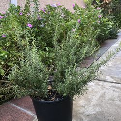 Rosemary Plant