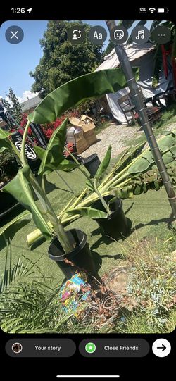 Banana Trees