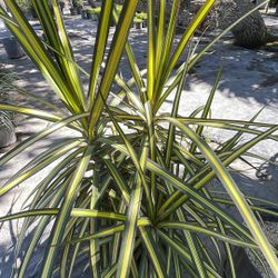 Dracaena Kiwi - 3 Gallons 