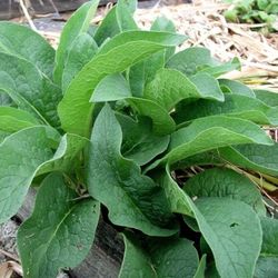 Comfrey Plant In 3 Gal Plantas De Comfrey En 3gal