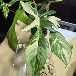 Philodendron Florida Beauty 