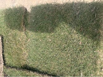 Zeon Zoysia Sod Pallet