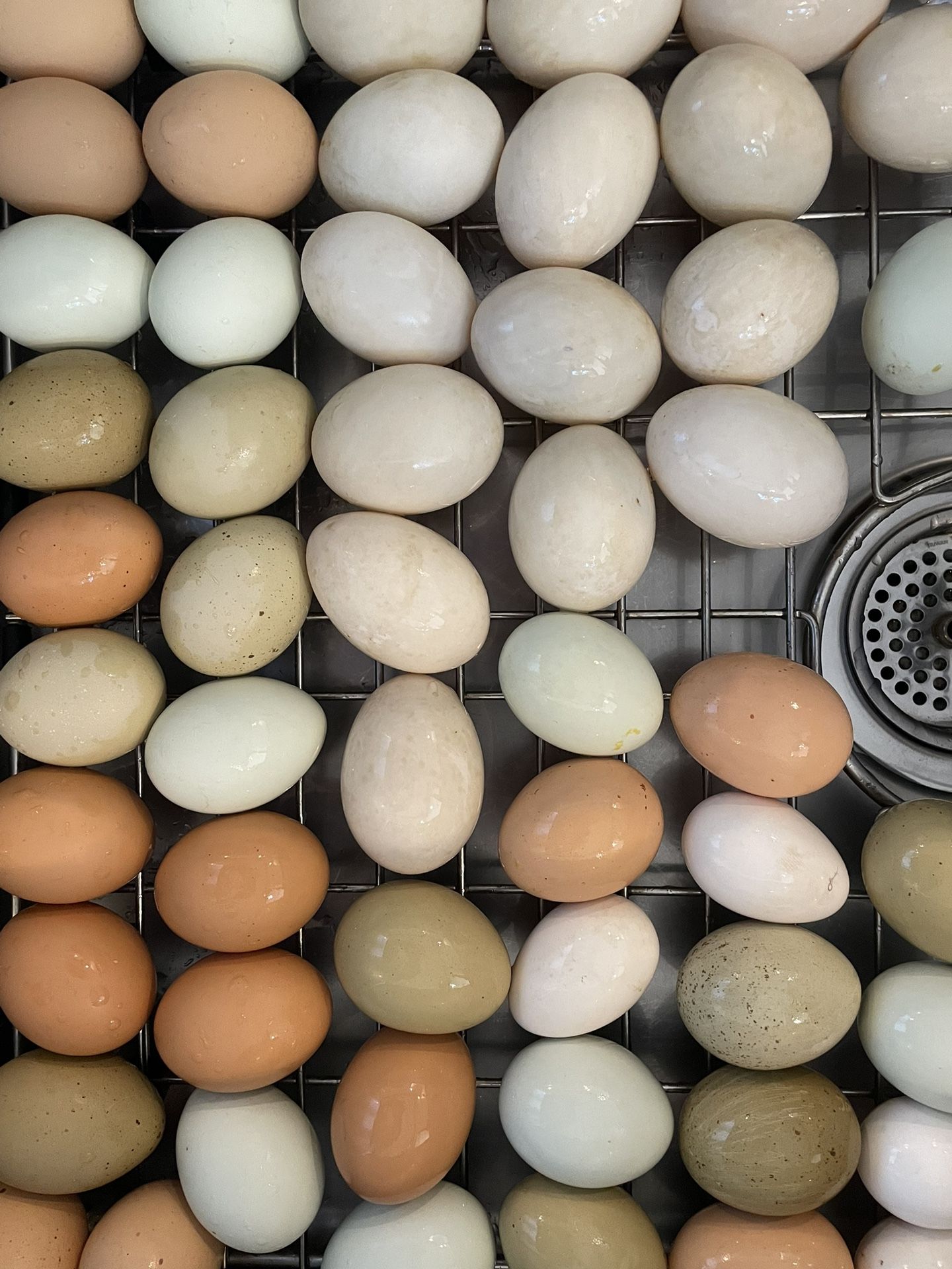 Fresh Eggs – Chicken And Duck