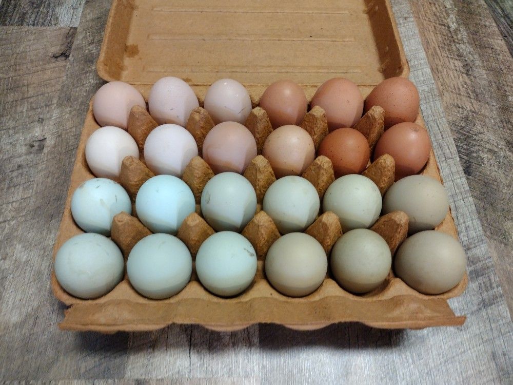 Barnyard Mix Fertile Hatching Chicken Eggs