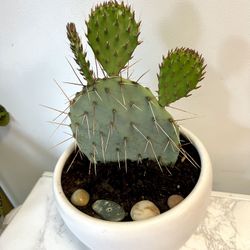 Cactus 🌵 Plant 🪴 