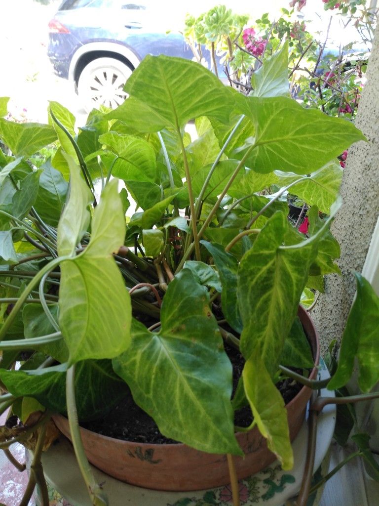 Indoor/Outdoor Healthy Plant