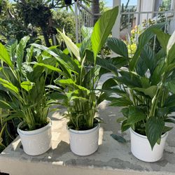 Peace Of Lily In Ceramic Pot 35$ Each