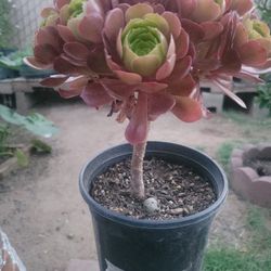 Succulents