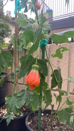 Planta Asian Lanter