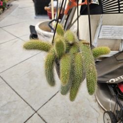 MONKEY TAIL