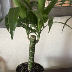 HERMOSAS PLANTAS NATURALES “DRACAENAS PLANT 