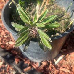 Free Succulent 
