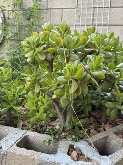 Large Jade Plant