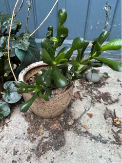 Succulents and other plants. $8-$10