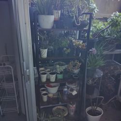 "PROPAGATION STATION". Succulent Plant Sale! Jumping Off My Spring Sale/ 