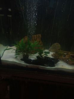 Aquarium plants