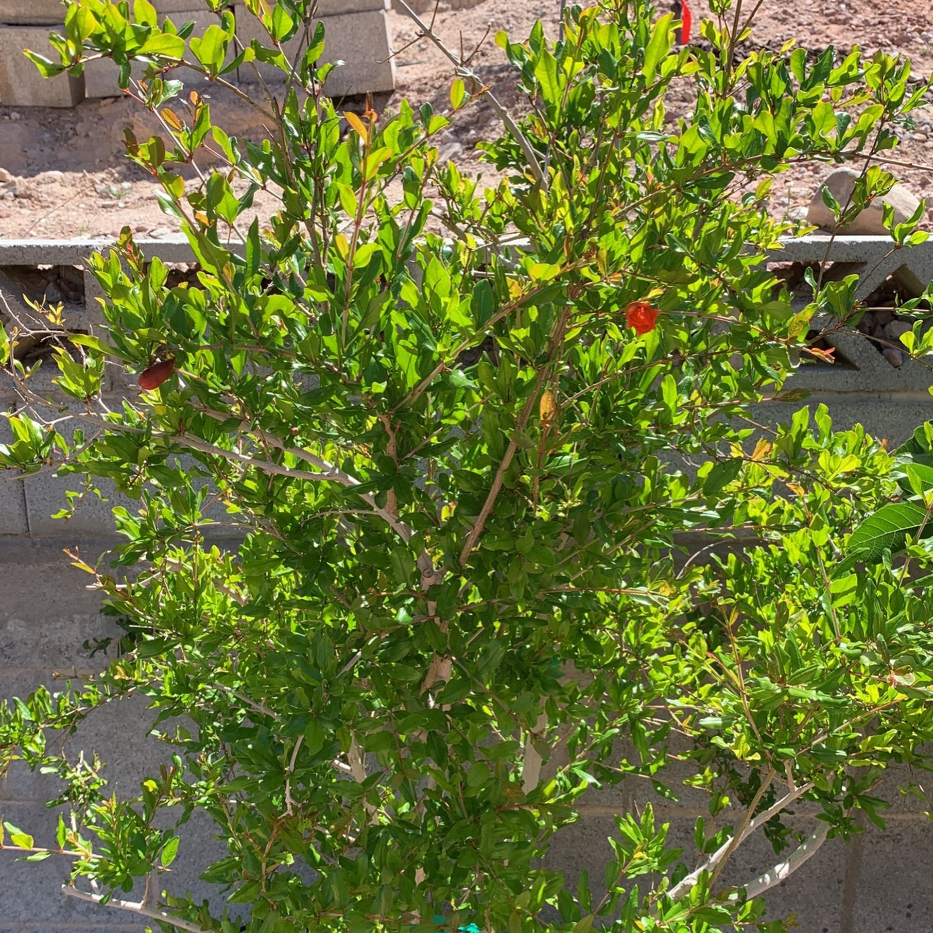 Big Beautiful Pomegranate Granada Tree Shade Fruiting Flowering 