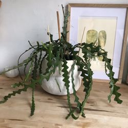 Zig zag Cactus Cuttings Houseplant 