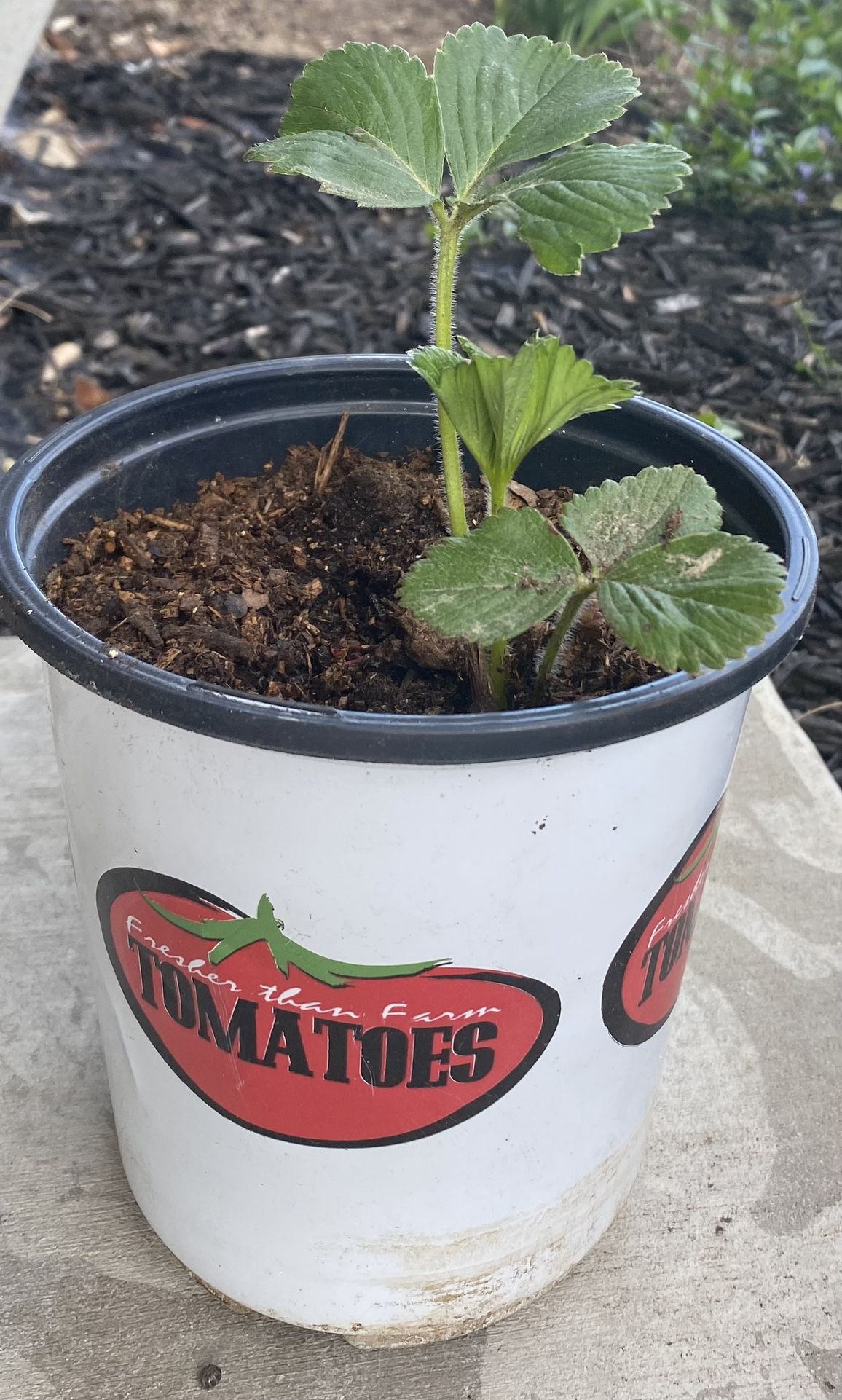 Strawberry Plants $3.99 - 4-6 Inches